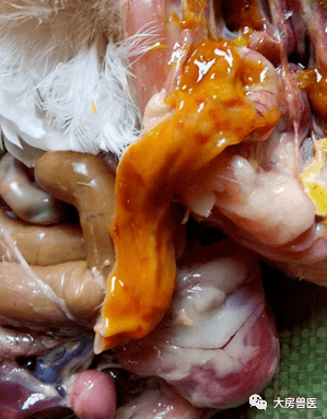 鸡肝脏肿大心包积液的诊治