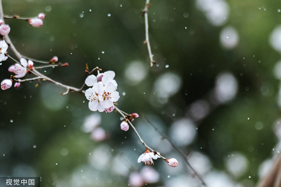 一周图片｜这场雪，与春天撞了个满怀