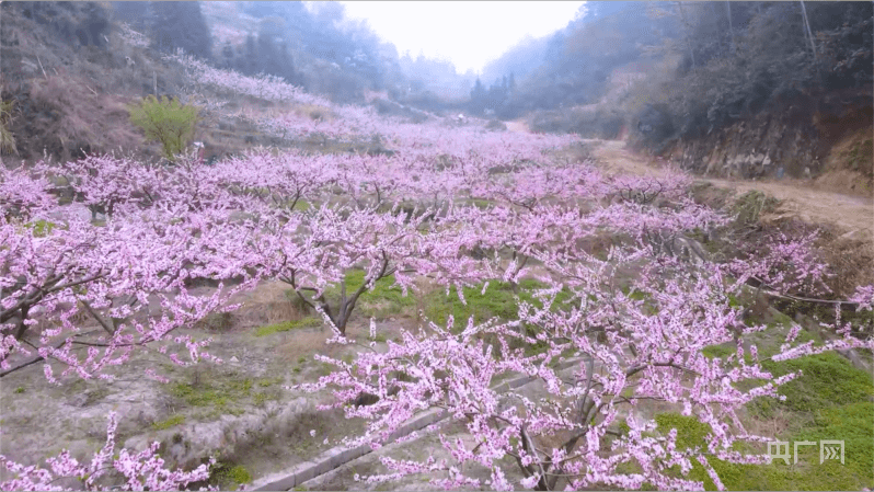 林中赏|邂逅春天丨湖南衡阳：万树桃花盛开 游人纷至沓来