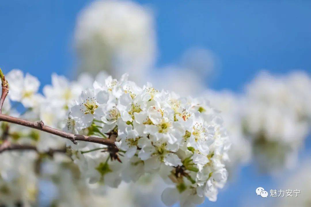 到达|在阳春三月里邂逅梨花盛开