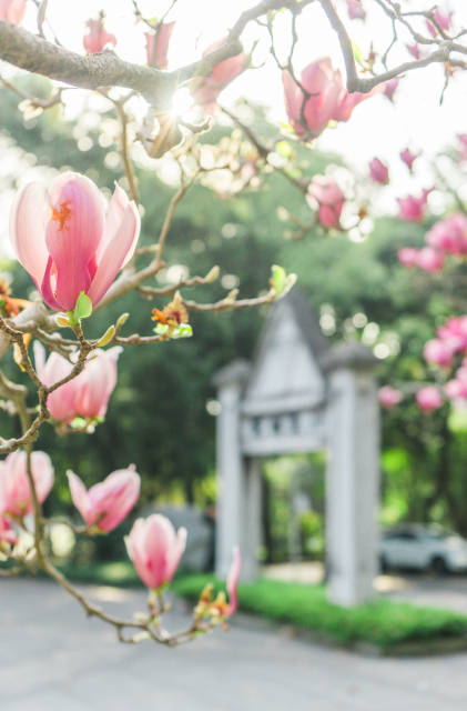 玉兰|西南大学春景