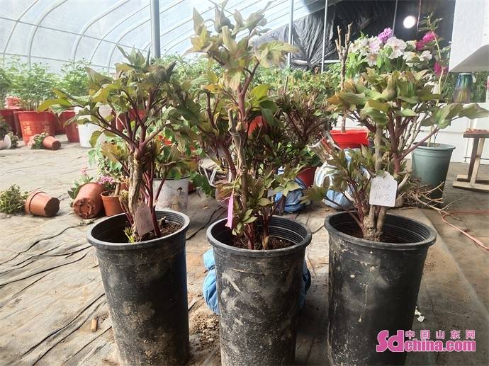 菏泽 牡丹芍药鲜切花产业 越开越艳 种植 销售 直播