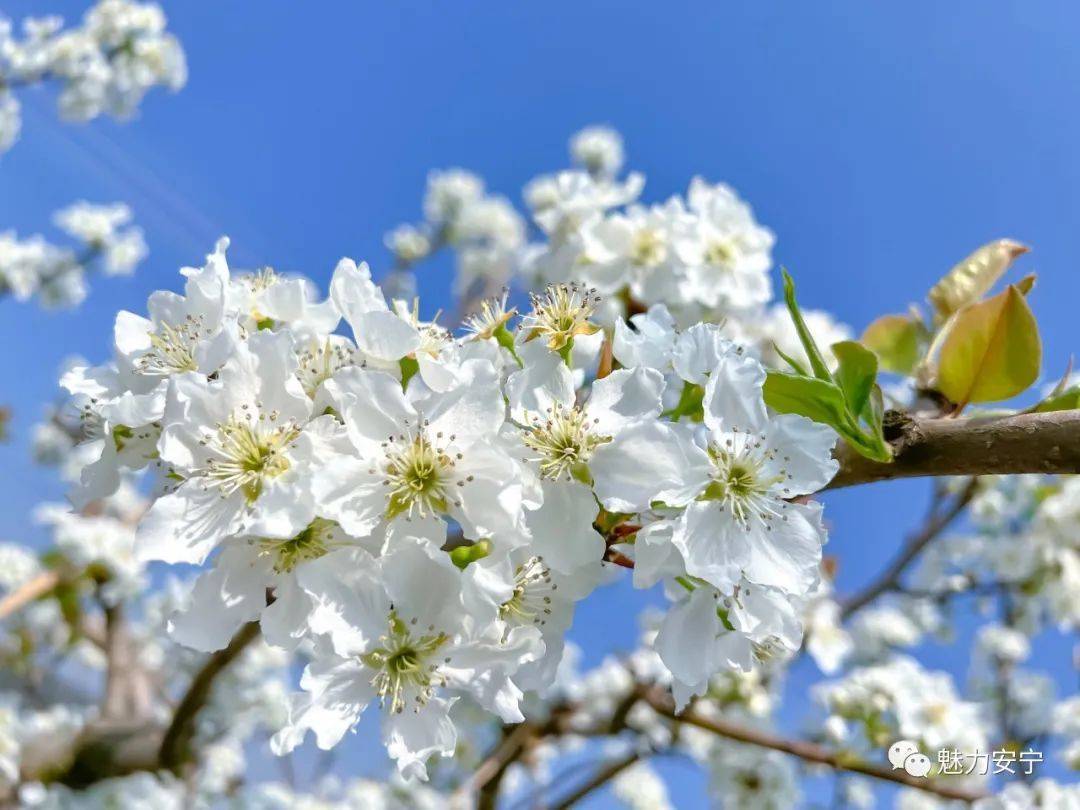 到达|在阳春三月里邂逅梨花盛开