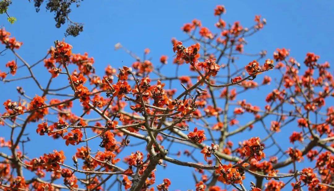 这是属于珠海春天的浪漫_木棉花_地点_三灶镇