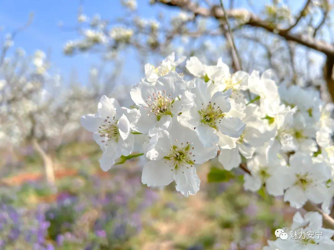 到达|在阳春三月里邂逅梨花盛开