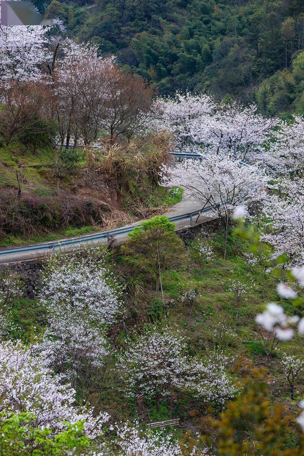 要火了四明山上这条樱花公路盛放三连发卡弯迷倒无数老司机