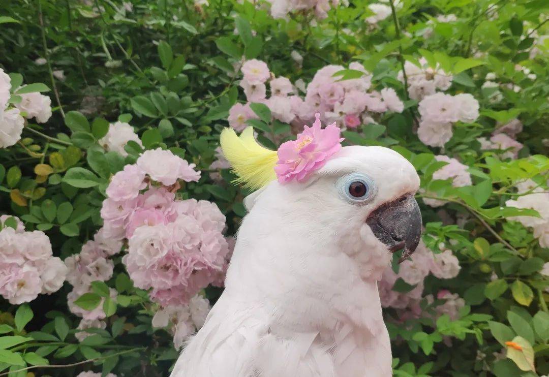 世界上最大的鹦鹉会说话吗?_金刚_果实_葵花