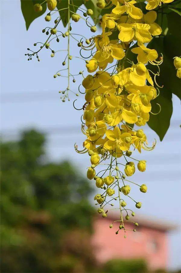 漂亮的垂花春的气息