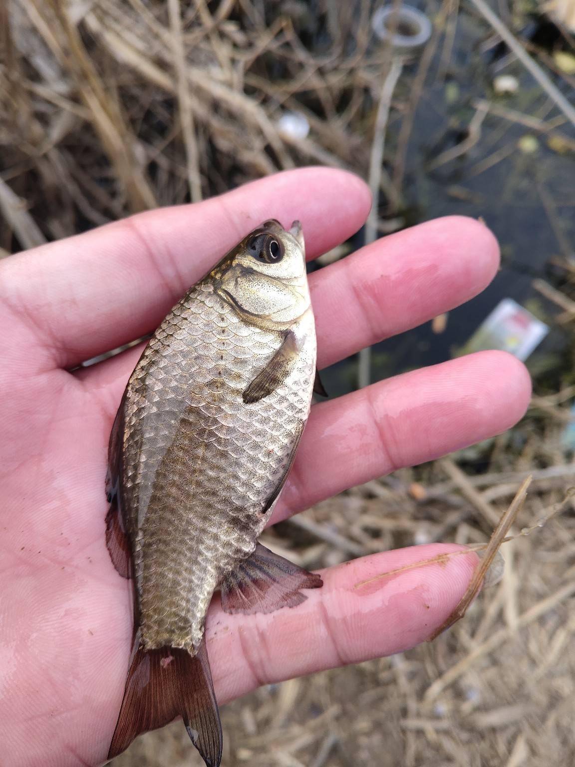 雪后天晴芦苇荡渔获爆连斗鲨开光成功