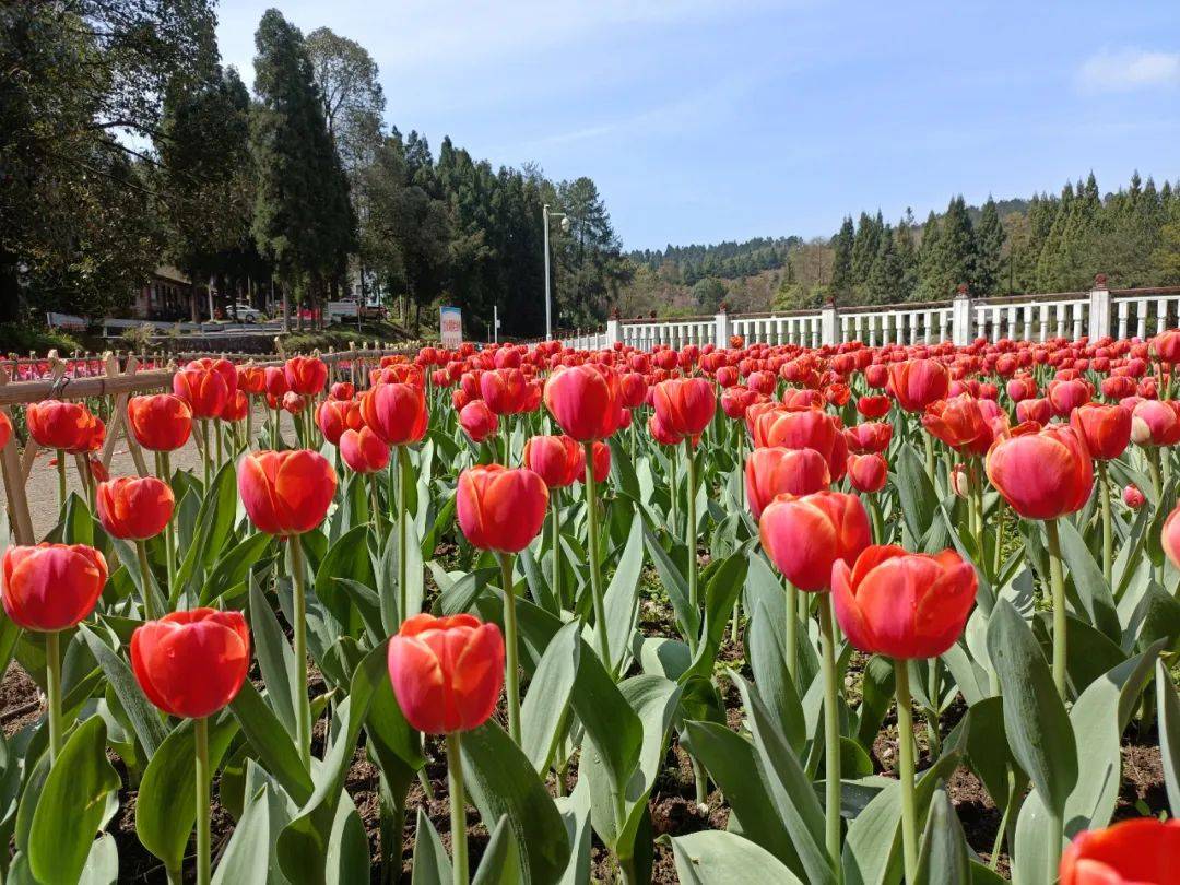 多彩郁金香花开醉游人丨黔南龙里龙架山森林公园郁金香花已开邀您来赏