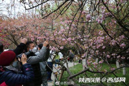 游客|西安青龙寺樱花盛放 市民游客迫不及待打开拍照
