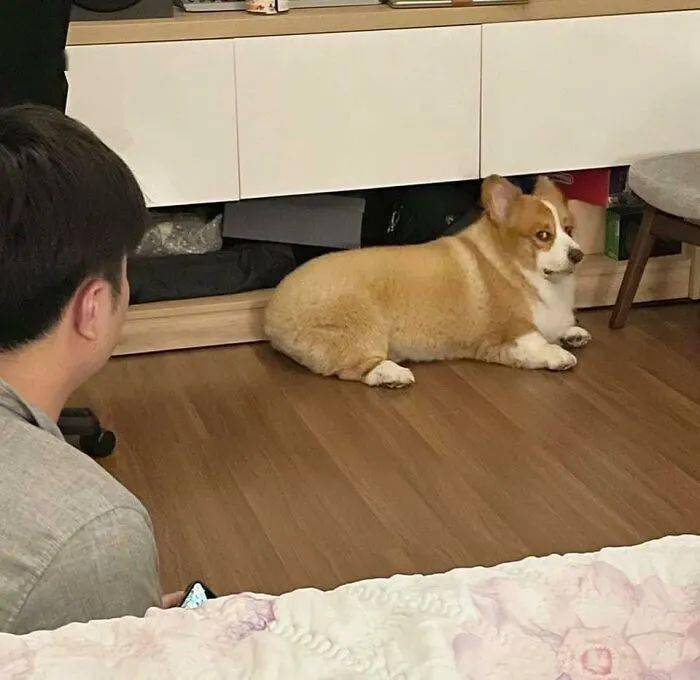 惠东养了柯基才知道：想刀一个人的眼神是藏不住的...?