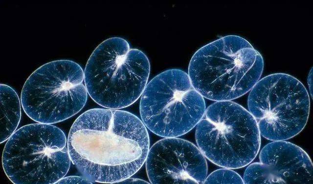 夜光藻是一种生活在近海的单细胞生物,属甲藻门,分布广,世界各海域均