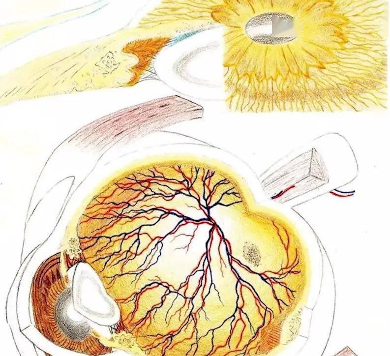 王者灵魂画手！医学生手绘人体解剖图，火爆全网：又美又惊悚