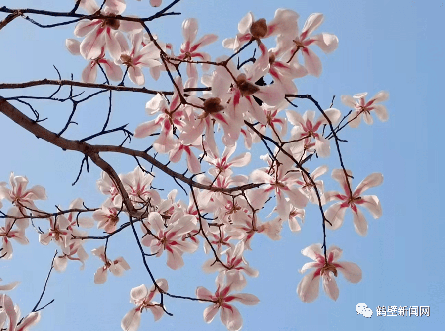 鶴壁櫻花花期表,觀賞地點來了!(附全市賞花攻略)_遊園_交叉口_山城區