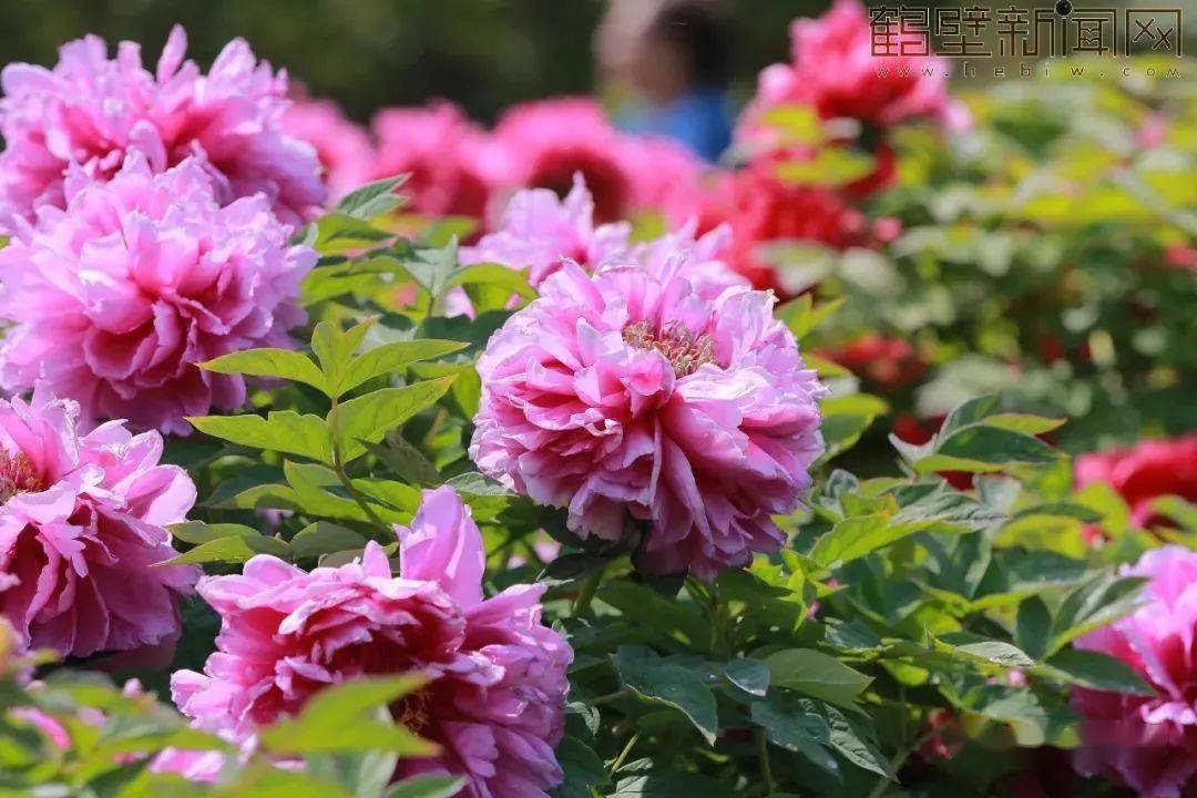 鶴壁櫻花花期表,觀賞地點來了!(附全市賞花攻略)_遊園_交叉口_山城區