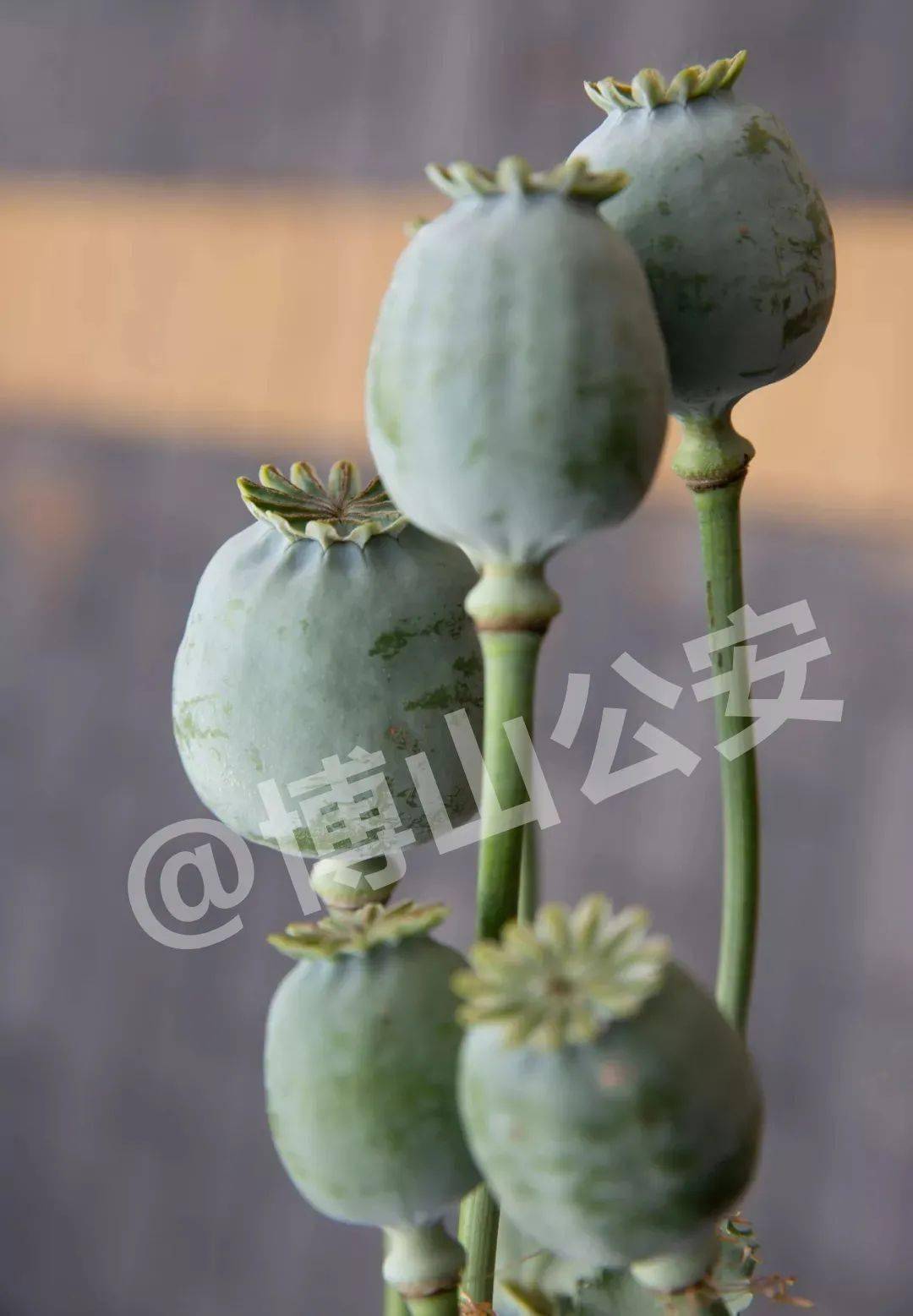 罂粟花(资料)罂粟幼苗(资料)罂粟是法律明确禁止非法种植的毒品原植物