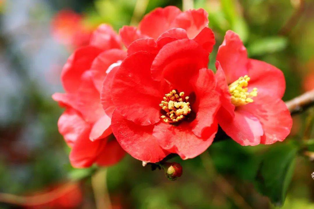 男女声二重唱旋律优美情感真挚