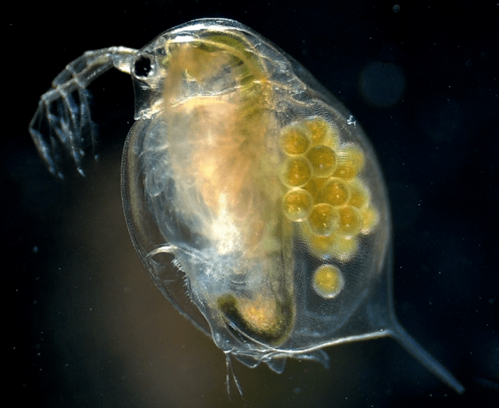 "大型溞"(图源网络)他们还将投入50吨鱼虾螺贝,如黑鱼,桂鱼之类的,这