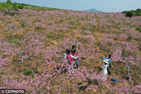 重庆市|漫山遍野春花开