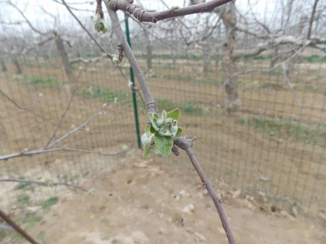 首次发表 冬剪看着是花芽 开花时却是大叶芽 营养 平台 因为