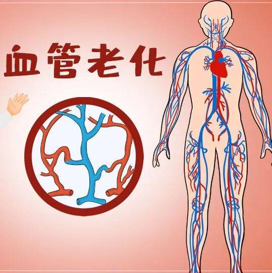 阻止血管老化,抓住抗衰老的关键问题_研究_身体_水平