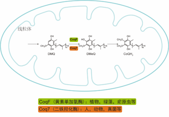 07丹參酮生物合成研究上獲得新進展丹參酮類二萜是我國傳統藥用植物