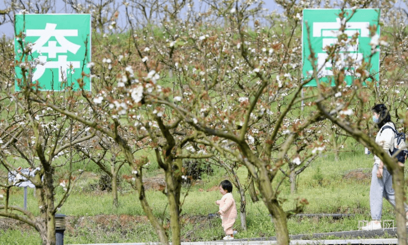 非法|【组图】湖南衡阳：5万株梨花摇曳春光