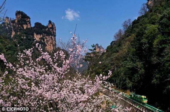 重庆市|漫山遍野春花开