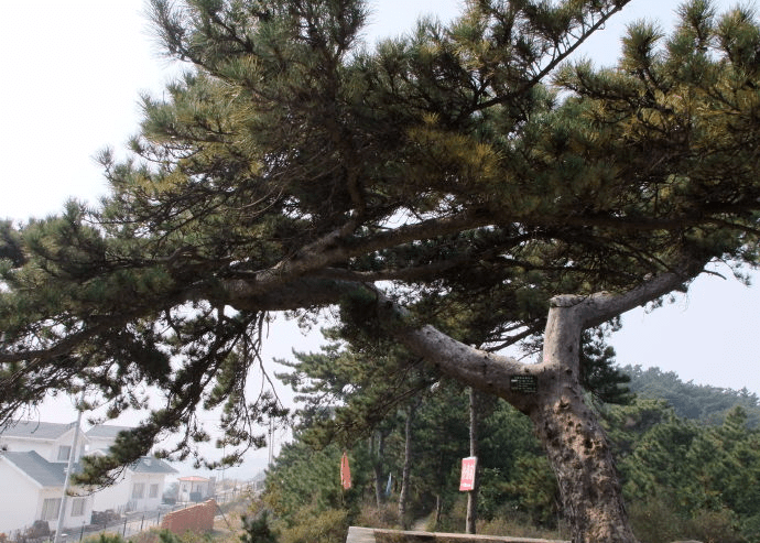 介绍,他们除了人工防治古松病虫害外,还充分保护啄木鸟,让其在古松树