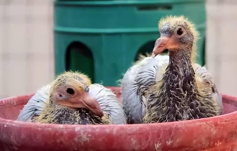 有的鸽子小时候翻翅,长大了还飞出不错的成绩.