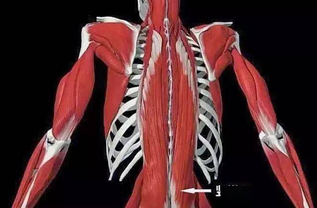 锻炼_腰部_肌肉