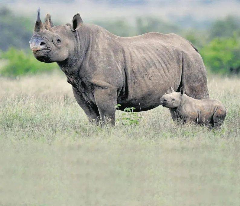 世界银行首次发行动物债券以拯救南非黑犀牛