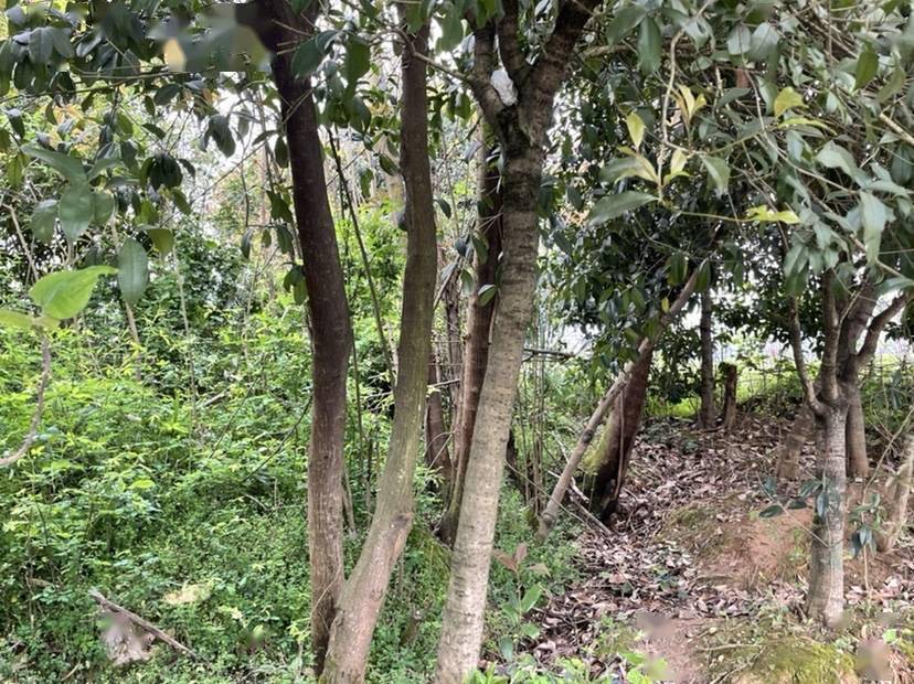 野钓首次俘虏大物大鲫大鲤今晚吃鱼