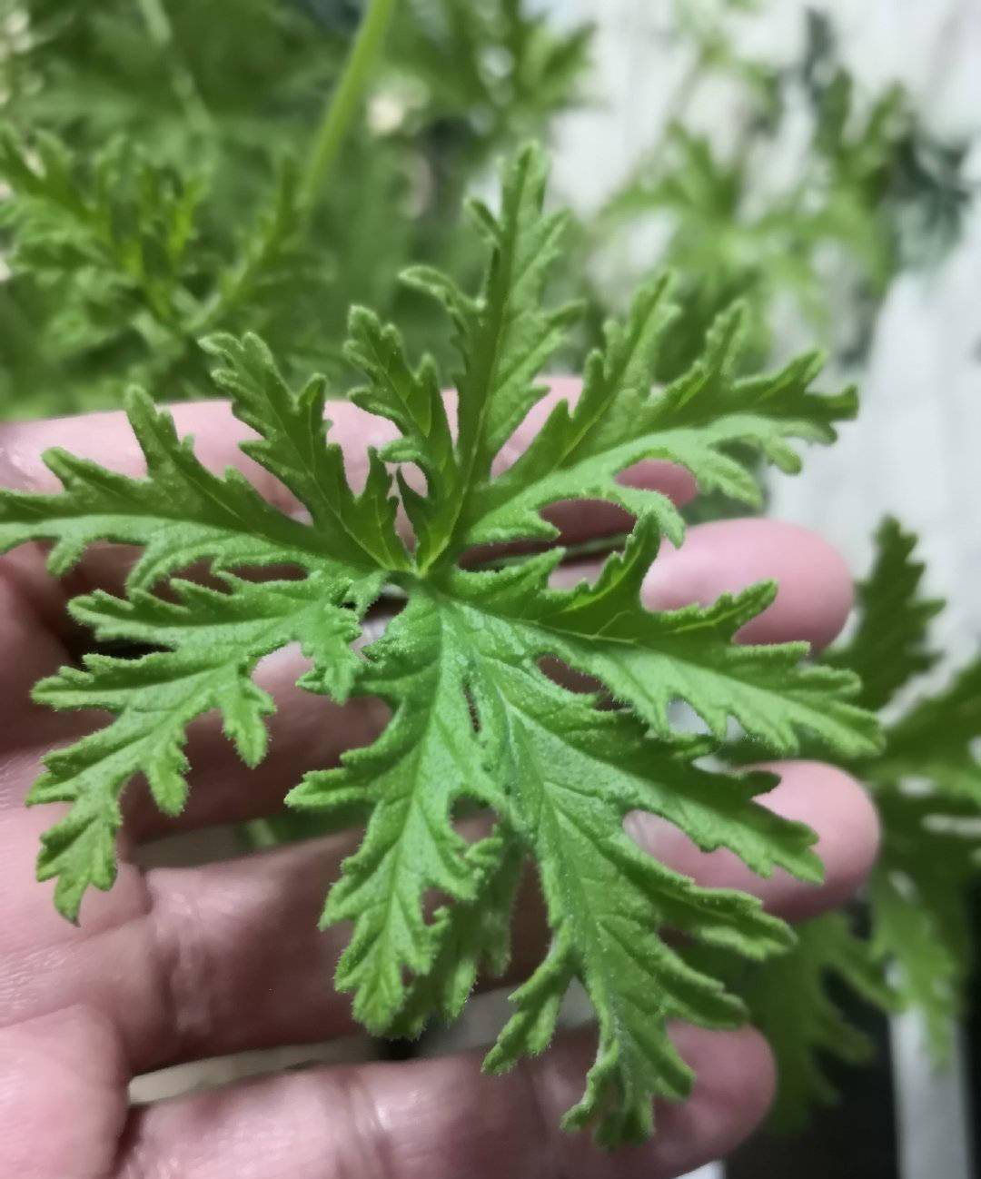 所以春夏季很适合养一盆驱蚊草它很容易扦插繁殖随意剪下一个枝条