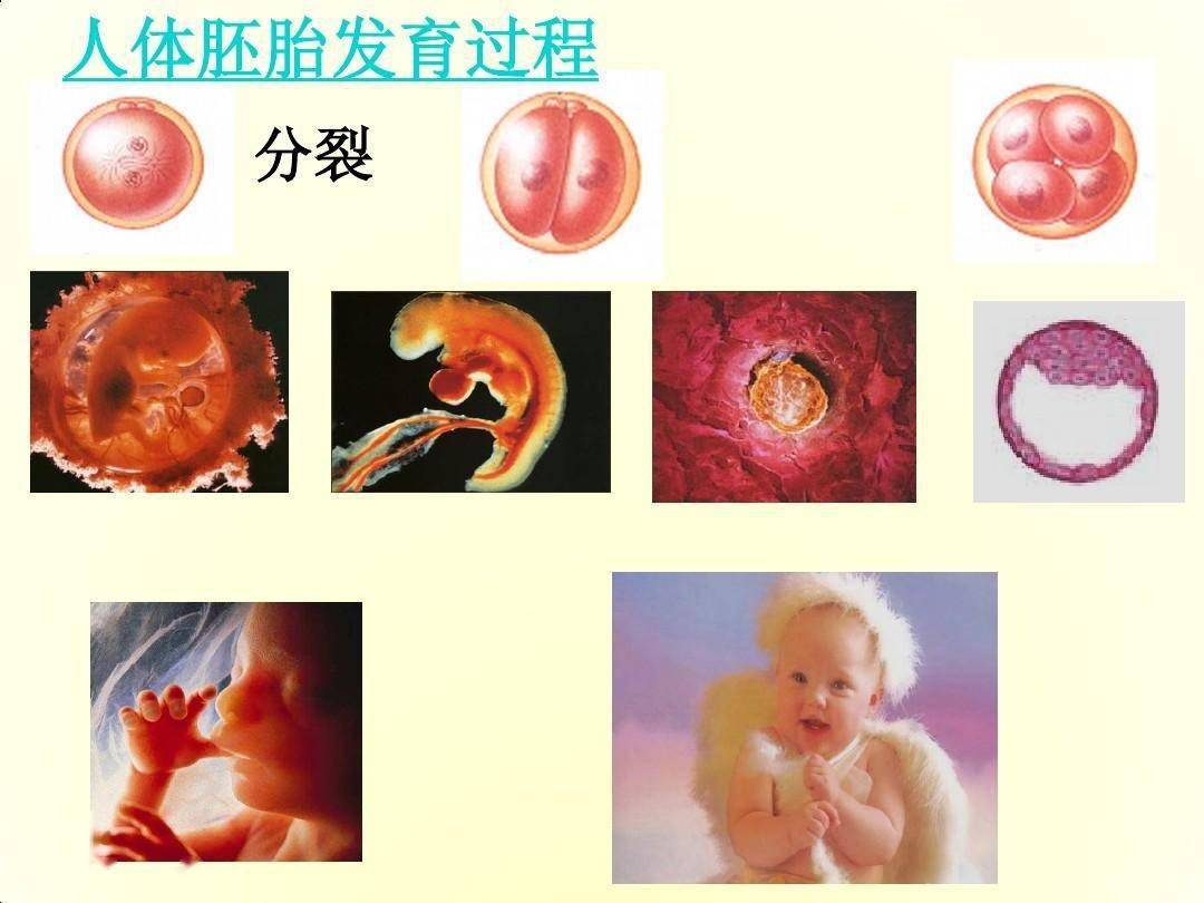 胚胎发育全过程示意图图片