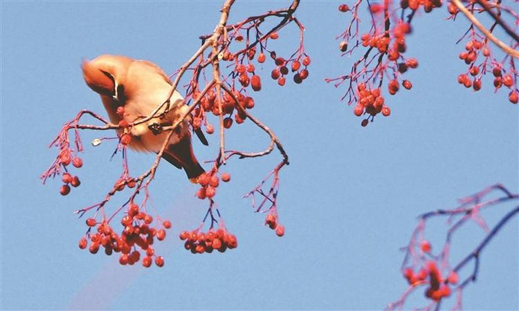 候鸟太平秀琼枝衔红豆