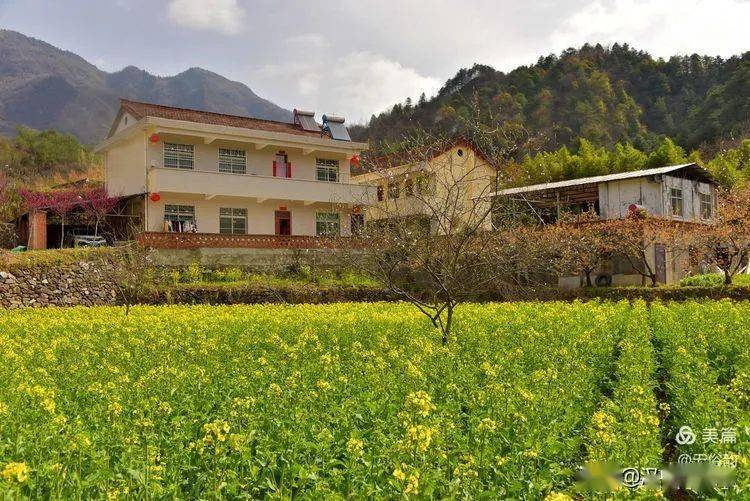 汉中美丽乡村油菜花开得正灿烂