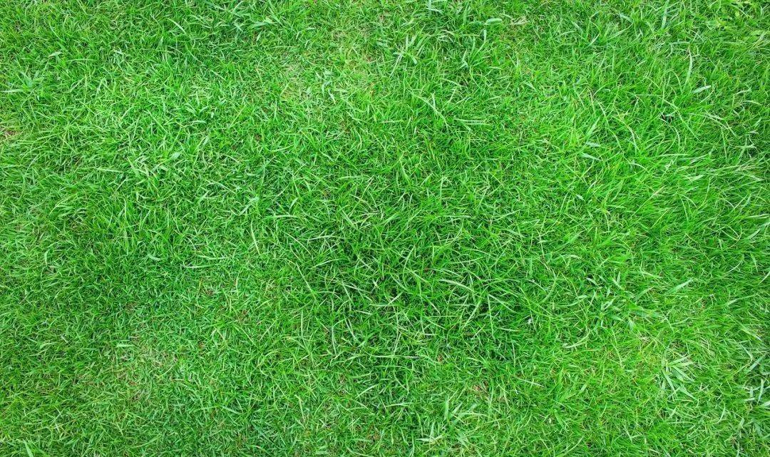 三叶草|大家都是草，凭啥韭菜不能做草坪？