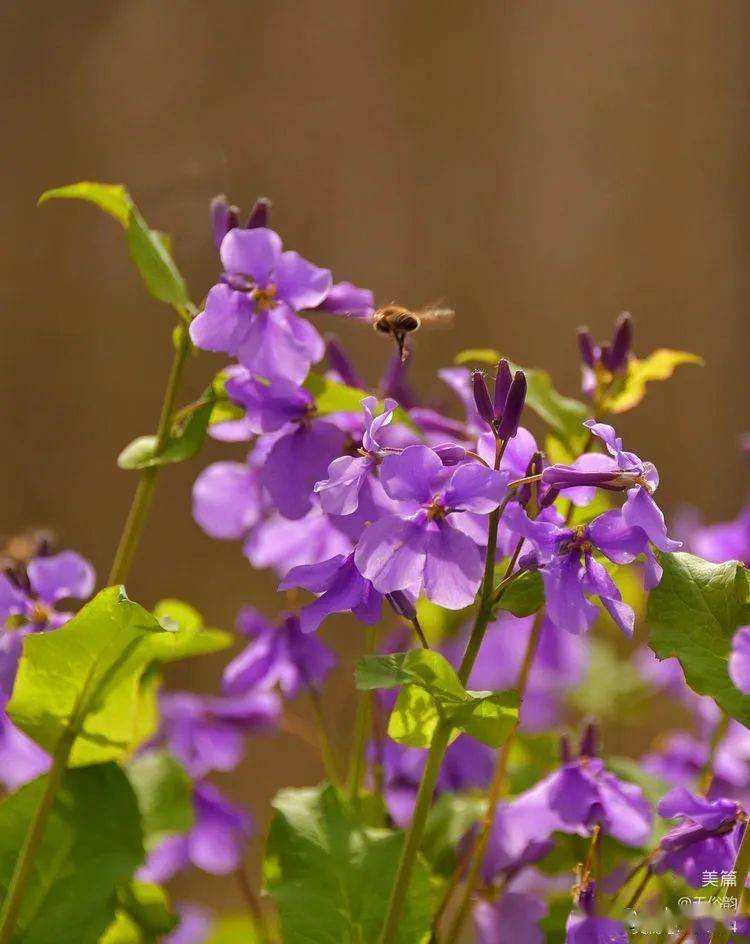 漢中美麗鄉村油菜花開得正燦爛