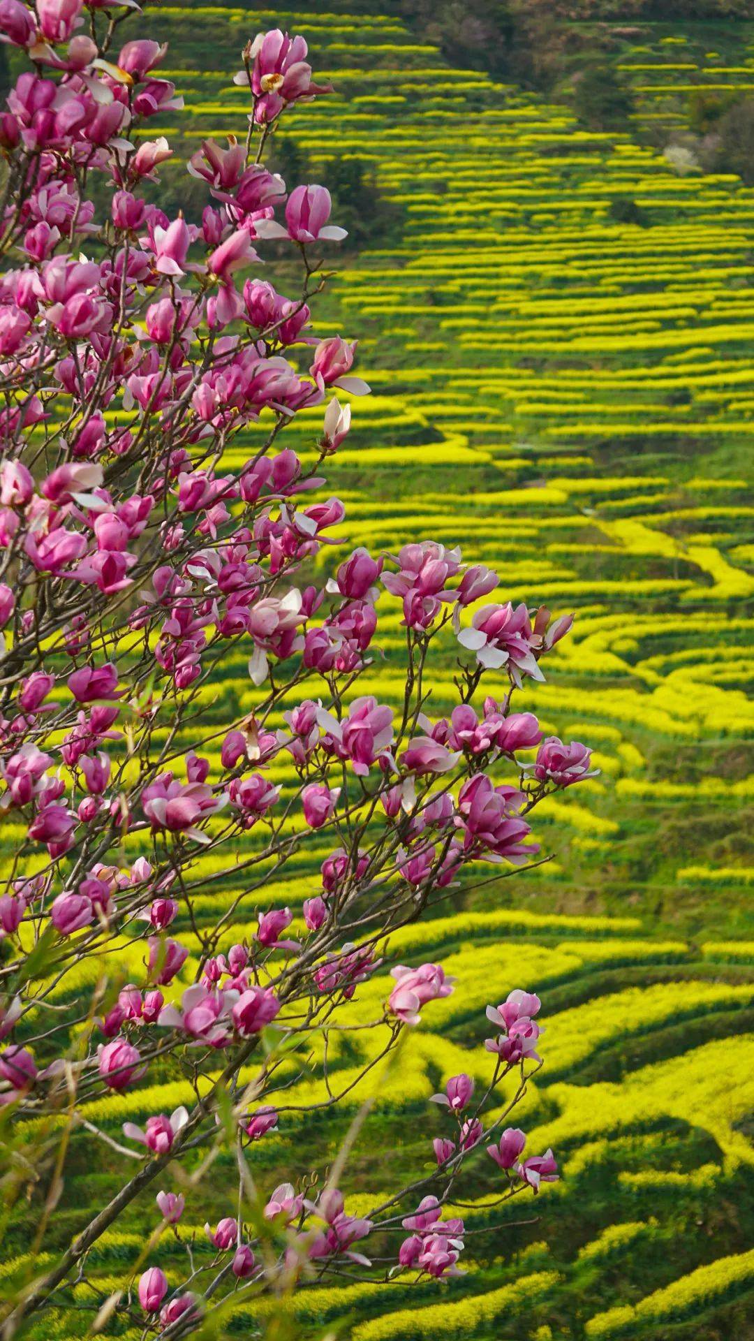 云赏婺源美景在那百花争艳的地方随手一张都是壁纸