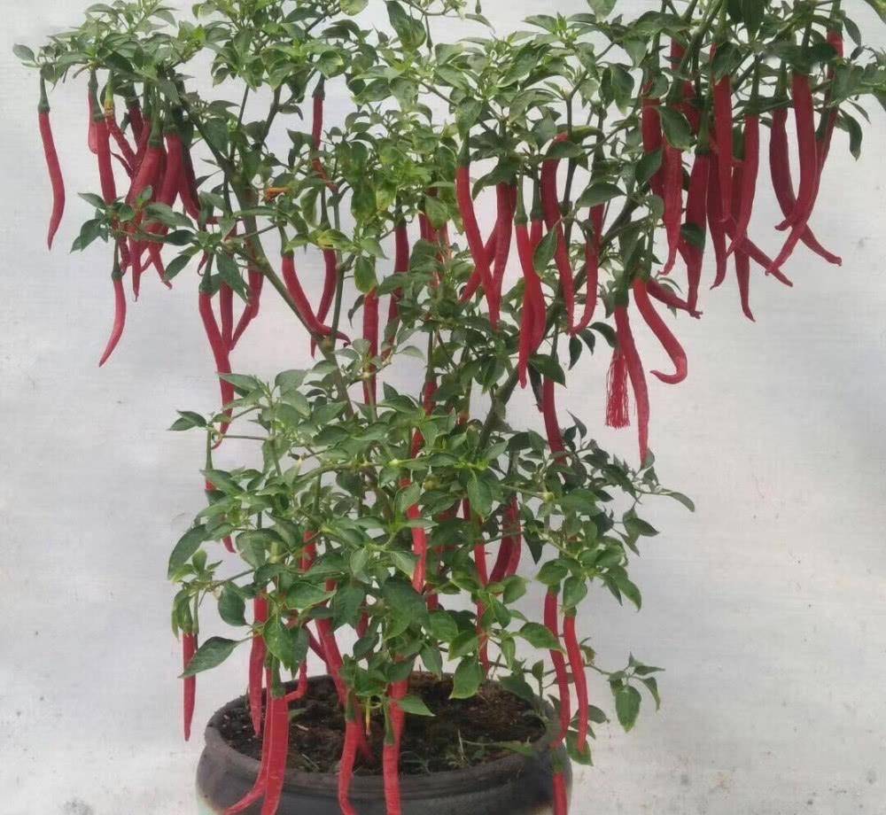 阳台如何种辣椒简单3步生长旺盛挂满果实新鲜好吃