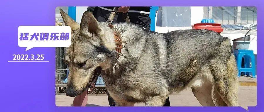 狼青犬的魅力,养了才知道,那是无法超越的霸气!_主人_杂交_繁育