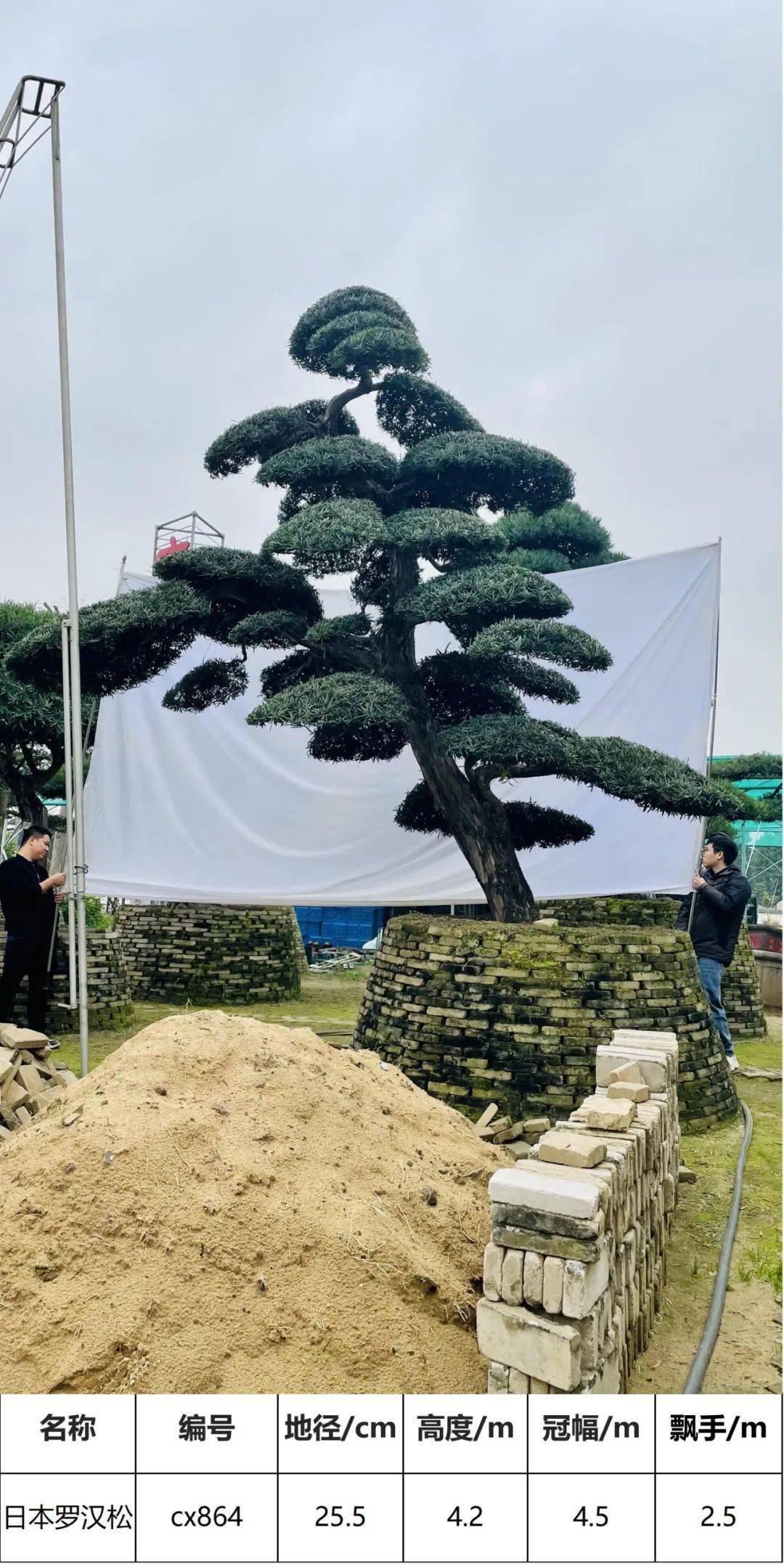 马后花园精品日本进口罗汉松独特造型