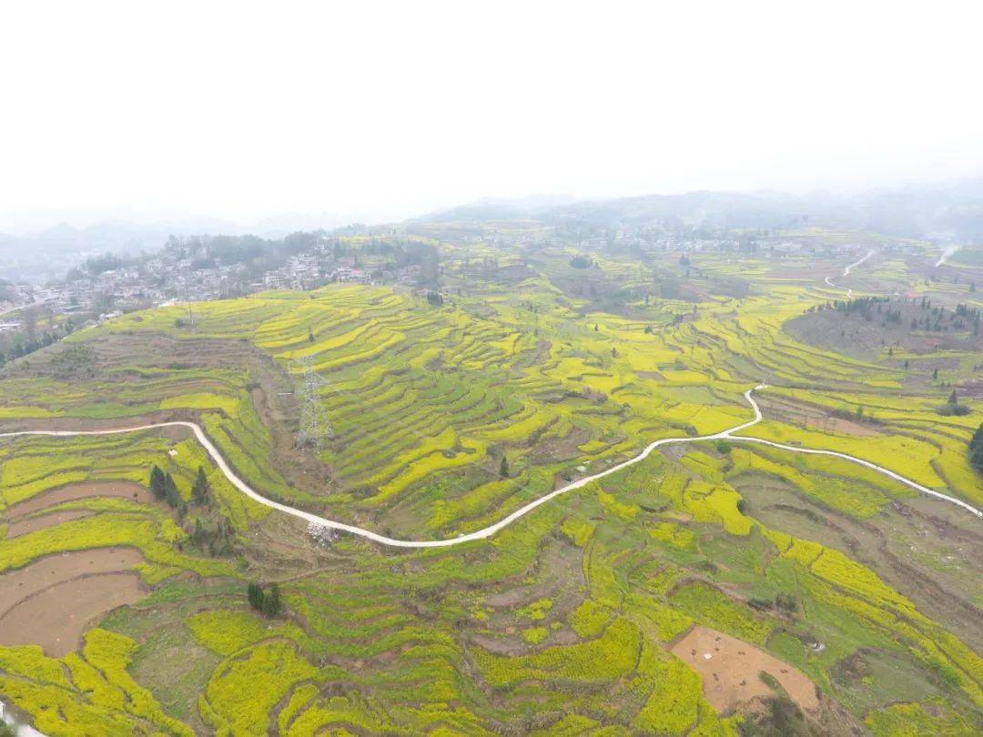 四新四化进行时织金县鸡场乡阳春三月景色美产业发展促振兴
