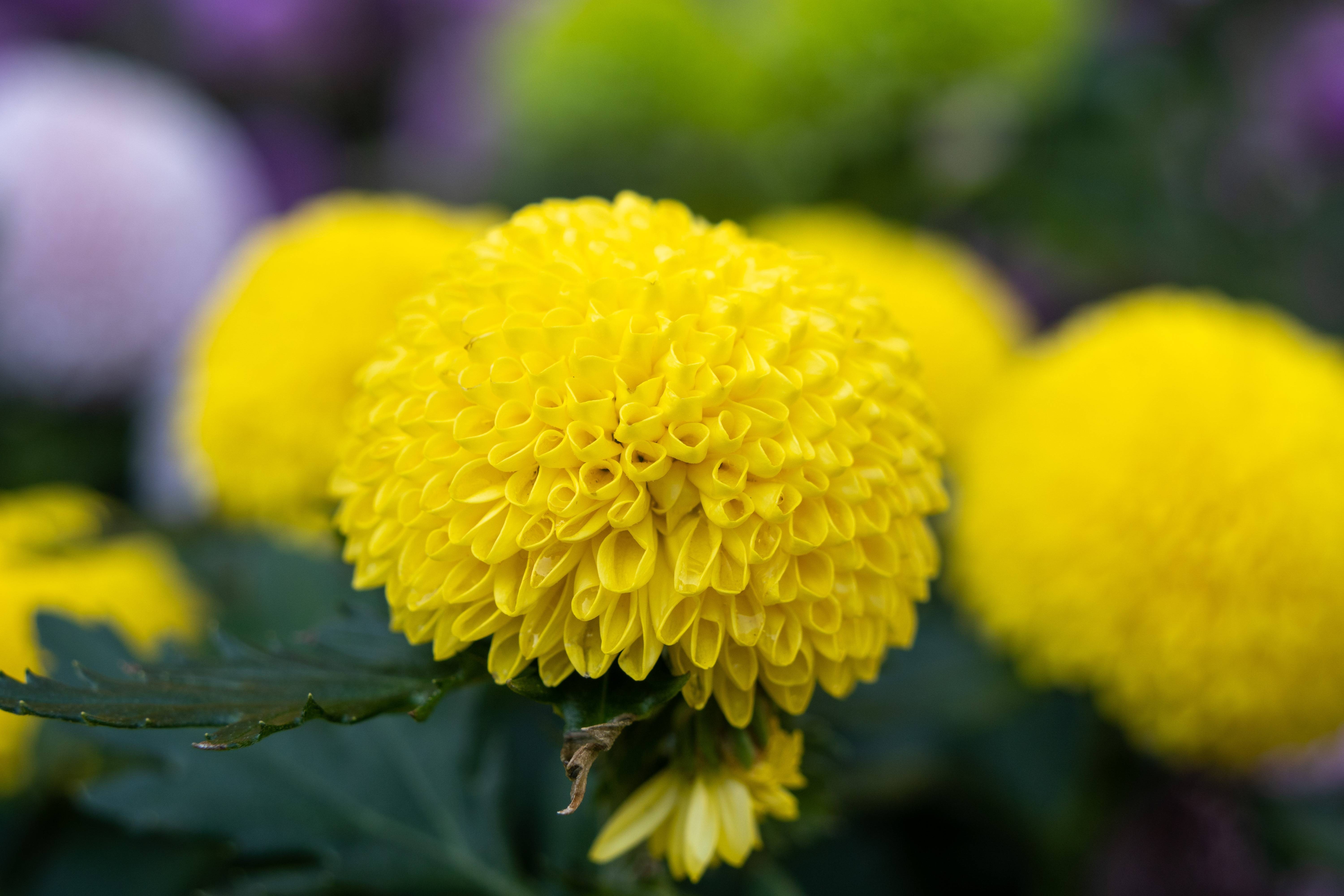 广州:这六个区清明暂缓现场祭扫,其他区需分时分段预约_服务_市民