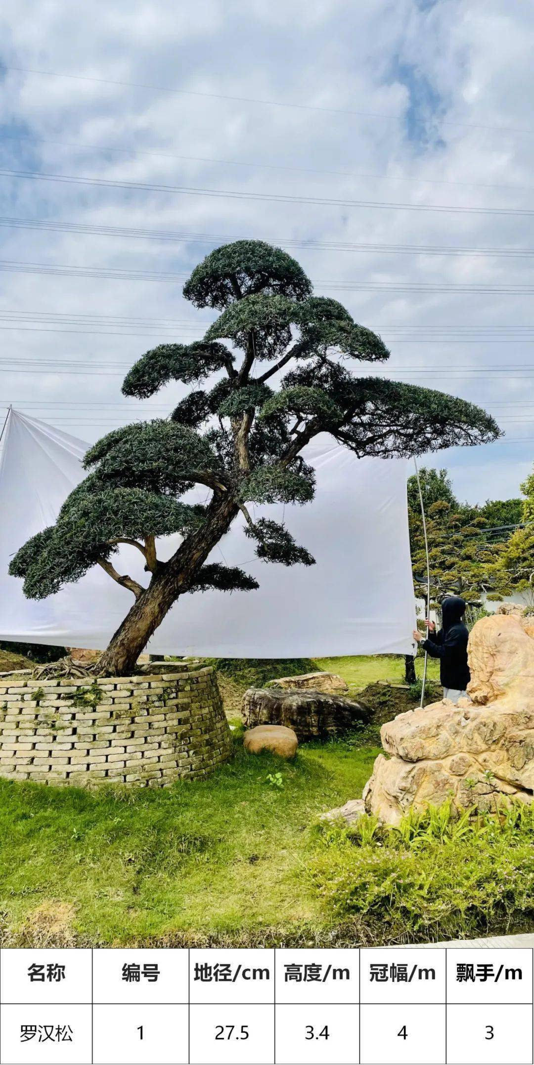 马后花园精品日本进口罗汉松独特造型