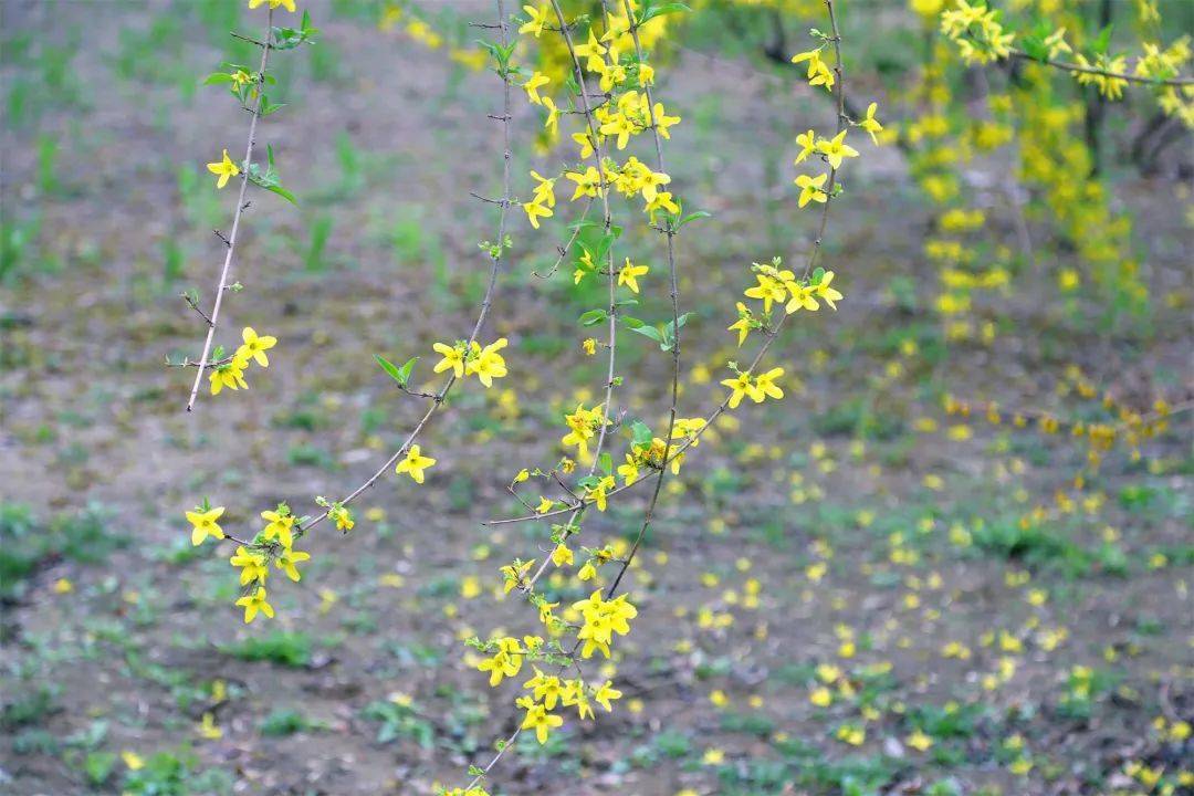 玉兰|春自花间来