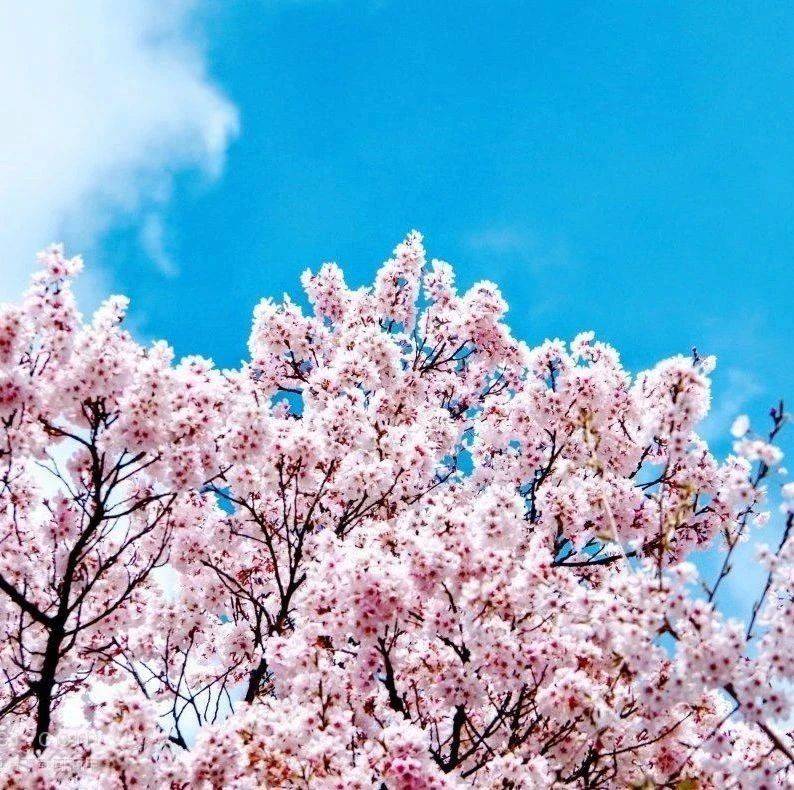 记住:“花开了”不是
