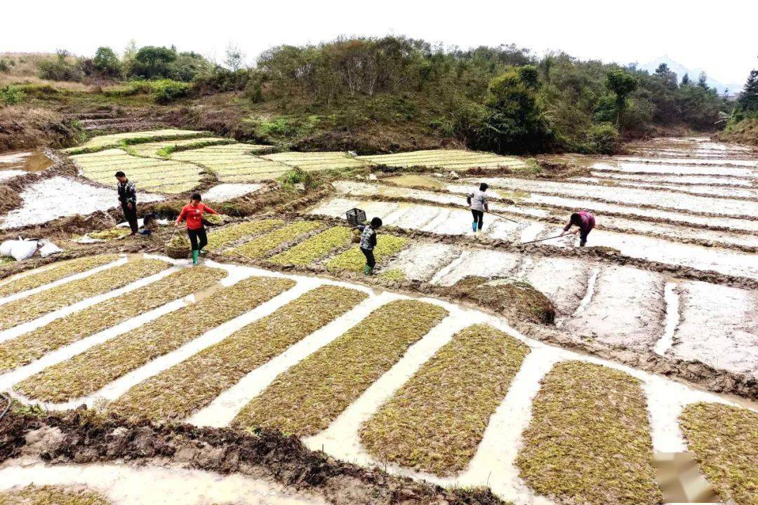 罗城怀群镇:小水苔铺就乡村振兴"产业路"_种植_尧村_金解山